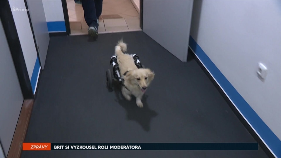 16. 12. 2017 ZPRÁVY: BRIT SI VYZKOUŠEL ROLI MODERÁTORA